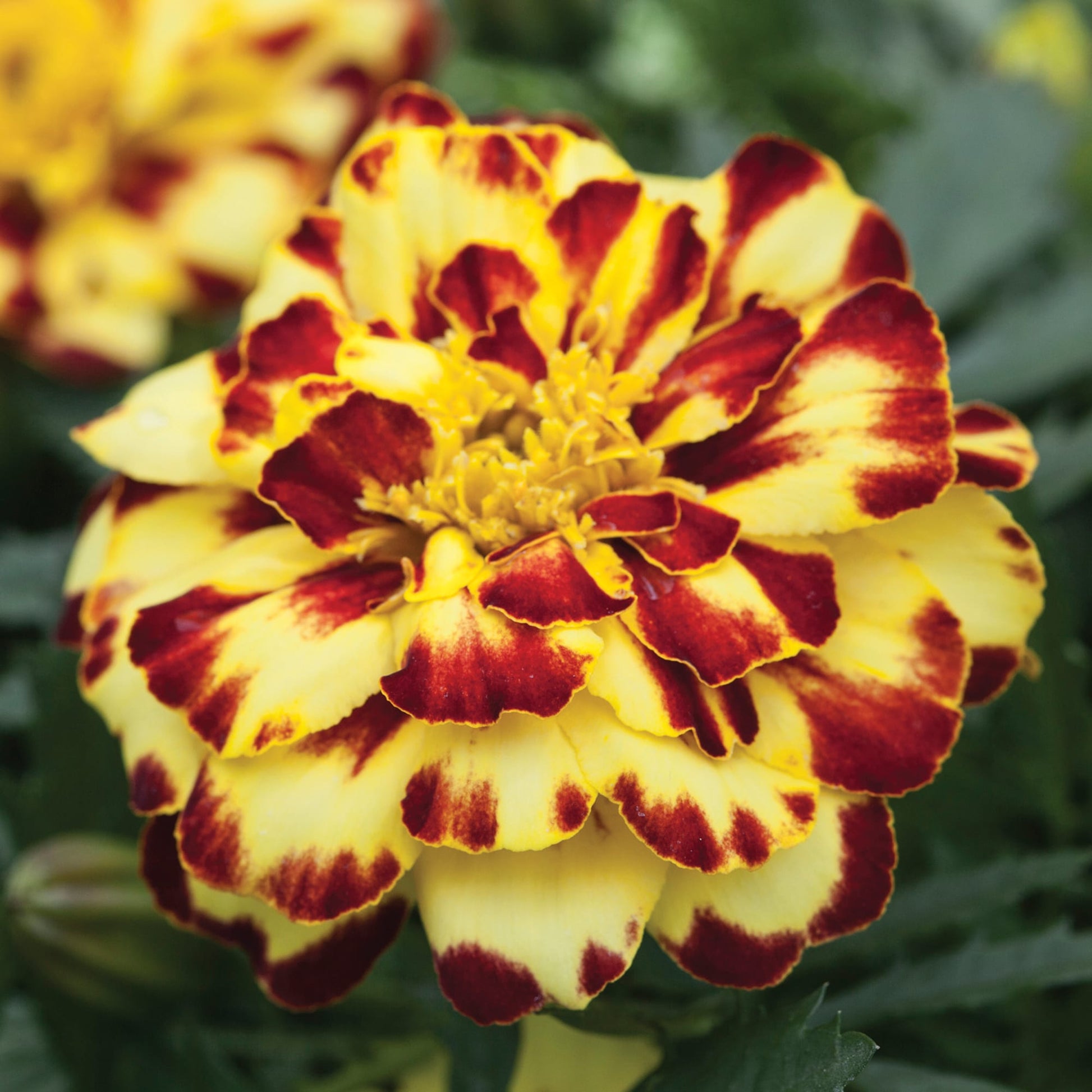 Vanilla Cream Marigold Seeds
