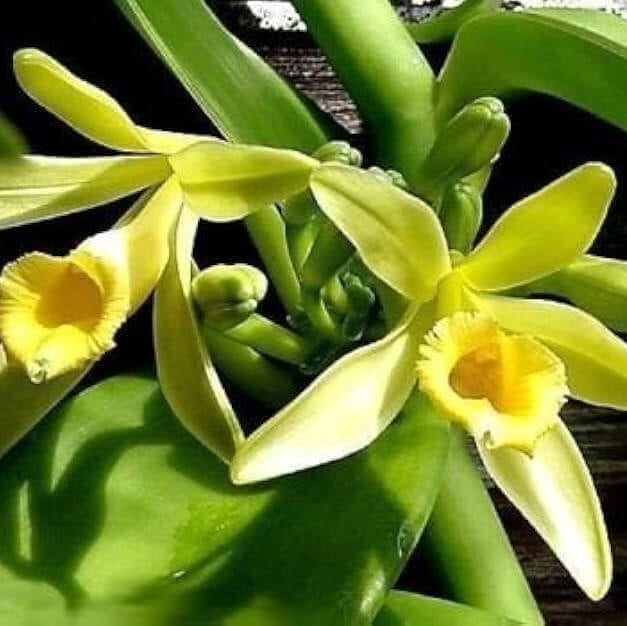 Vanilla Seeds – Exotic Bean