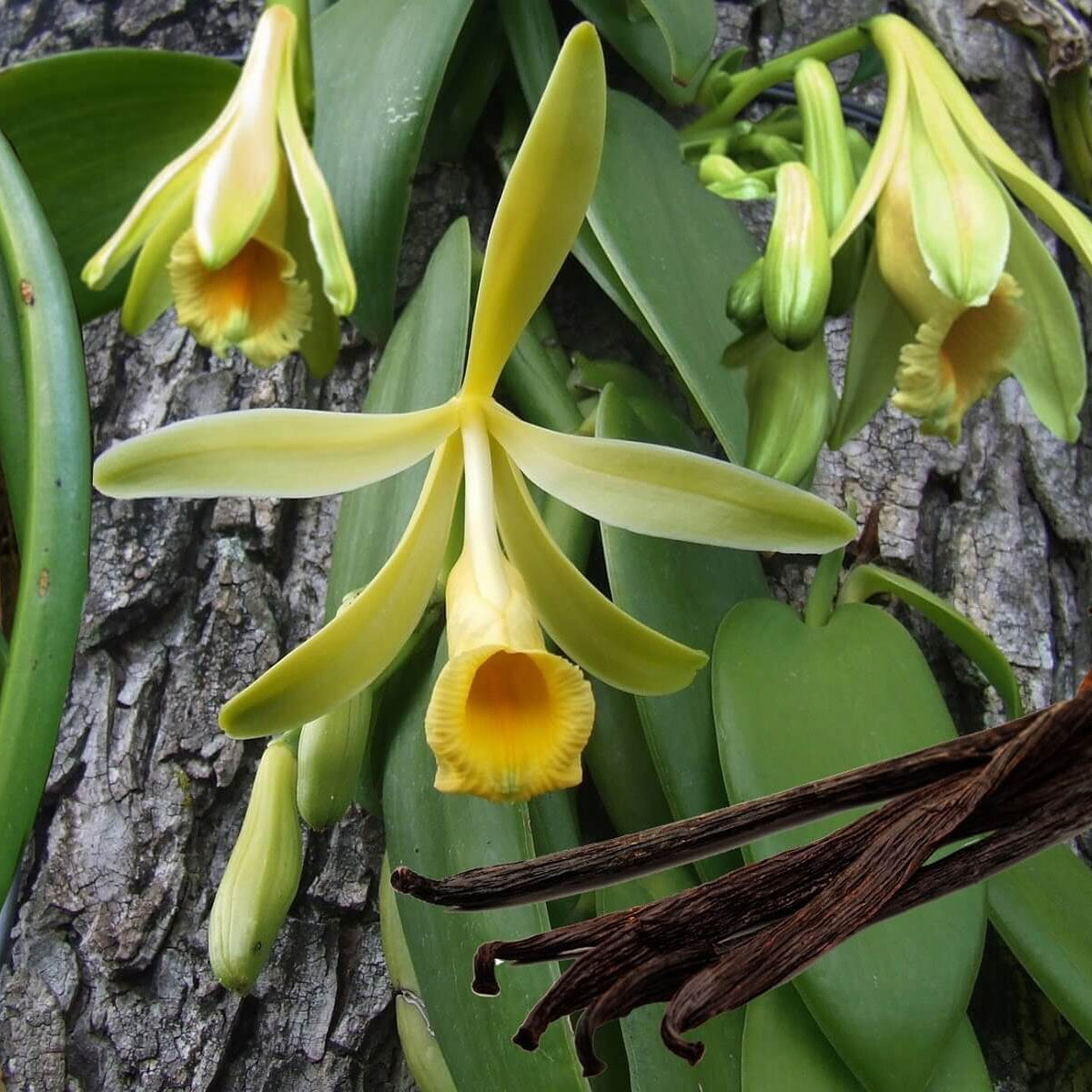 Vanilla Orchid Seeds