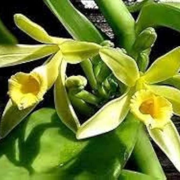 Vanilla Seeds – Planifolia Orchid