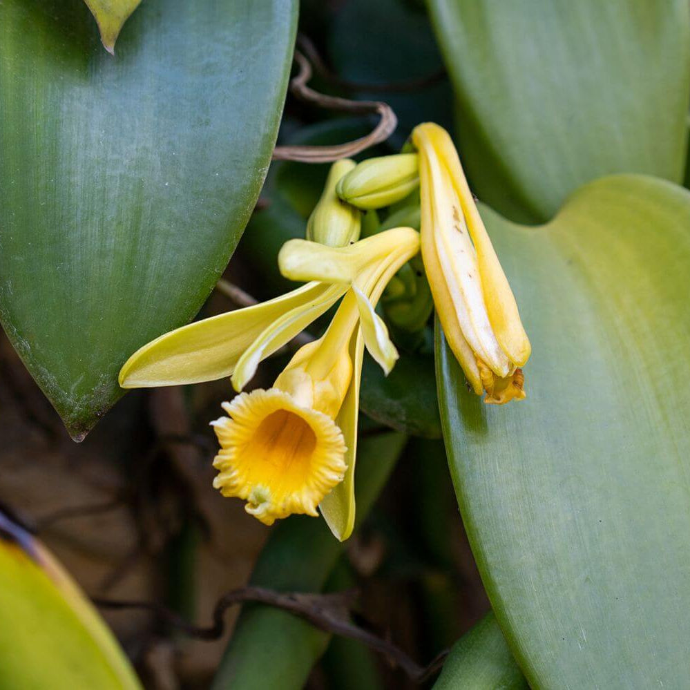 Vanilla Seeds – Planifolia Orchid
