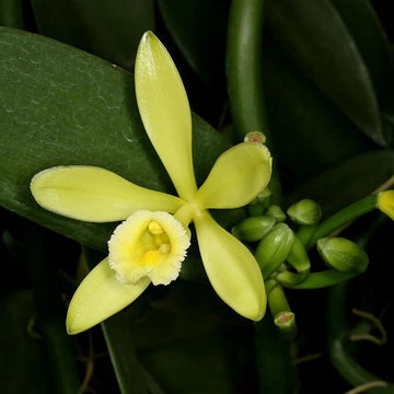 Vanilla Seeds – Exotic Bean