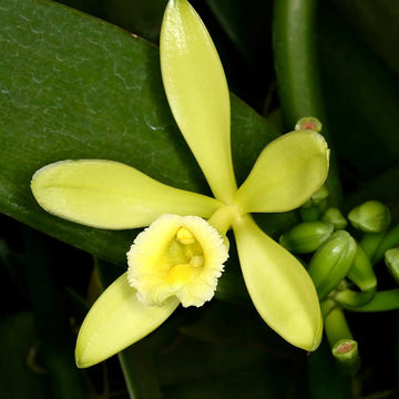 Vanilla Seeds – Planifolia Orchid