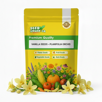 Vanilla Seeds – Planifolia Orchid