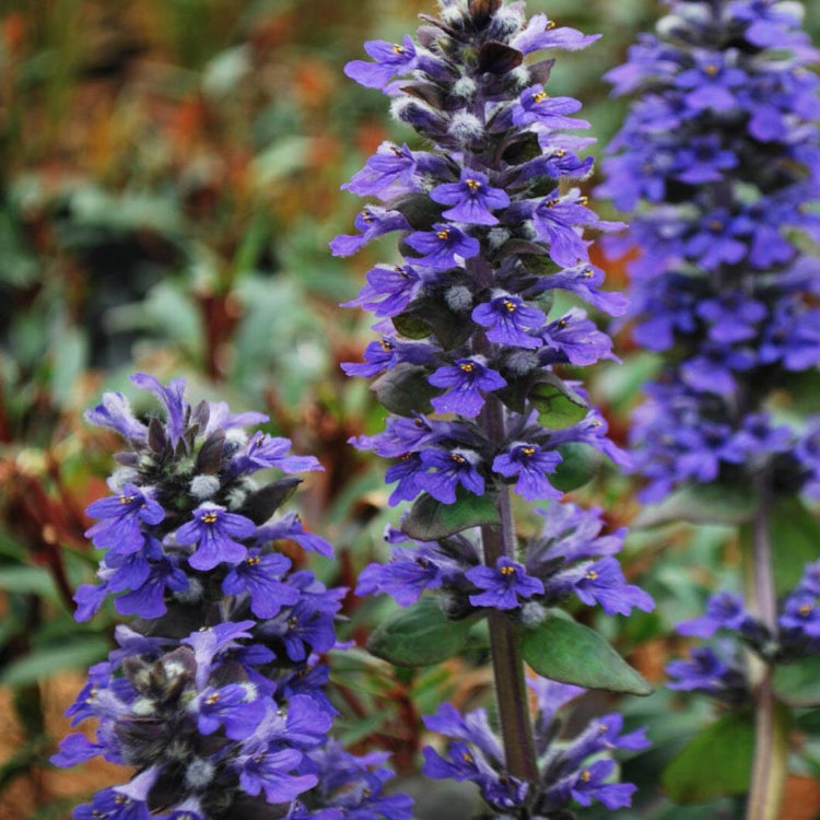 Variegated Ajuga Seeds