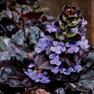 Variegated Ajuga Seeds