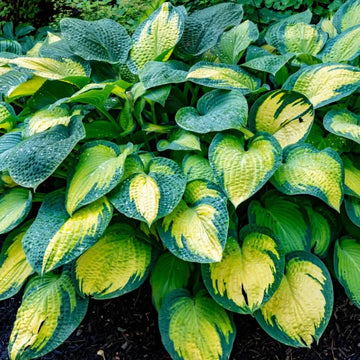 Variegated Hosta Seeds - Flower Plant