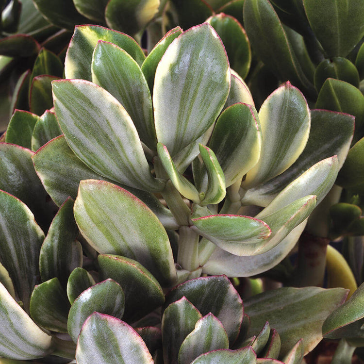 Variegated Jade Plant Seeds