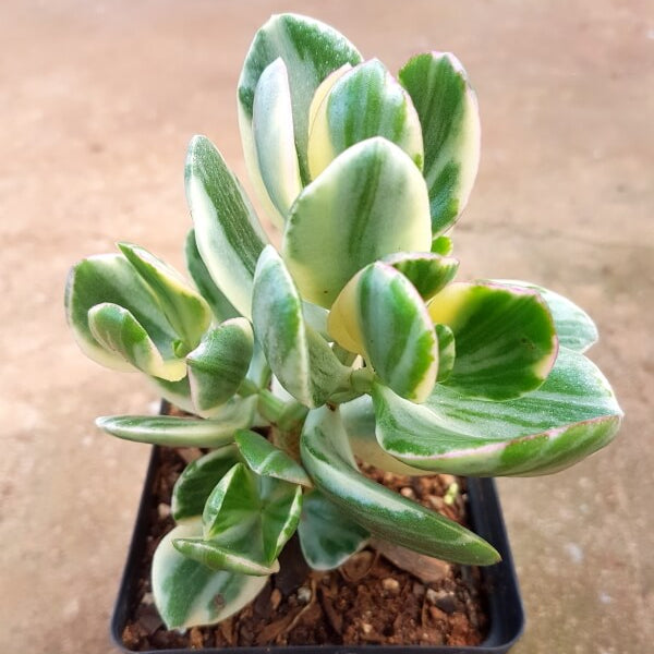 Variegated Jade Plant Seeds