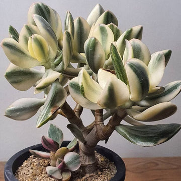 Variegated Jade Plant Seeds