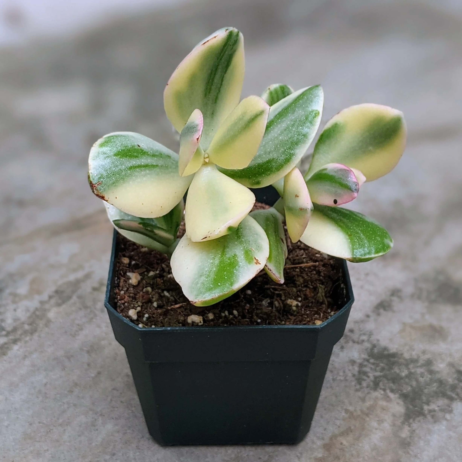 Variegated Jade Plant Seeds