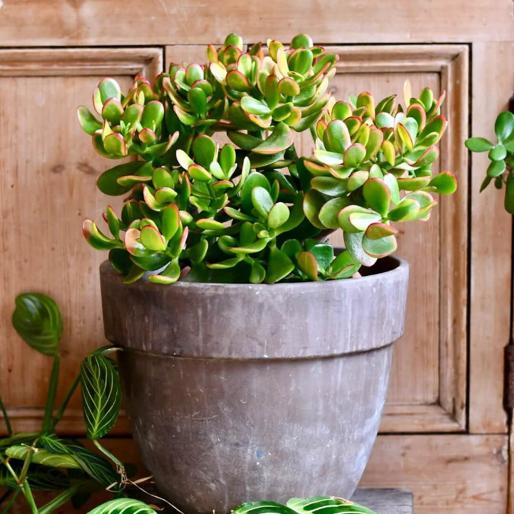 Variegated Jade Plant Seeds
