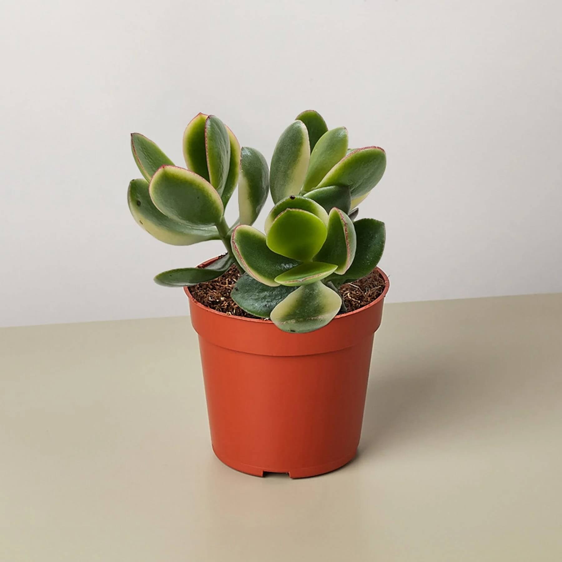 Variegated Jade Plant Seeds
