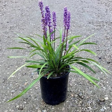 Variegated Liriope Seeds