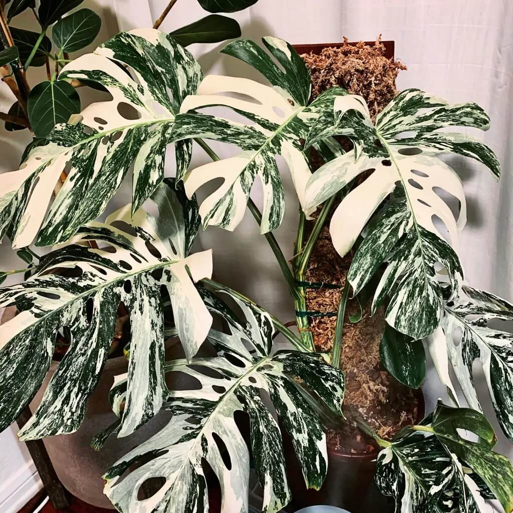 Variegated Monstera Seeds