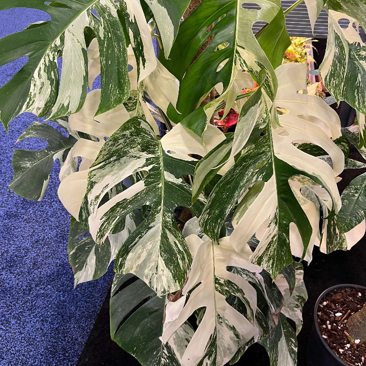 Variegated Monstera Seeds