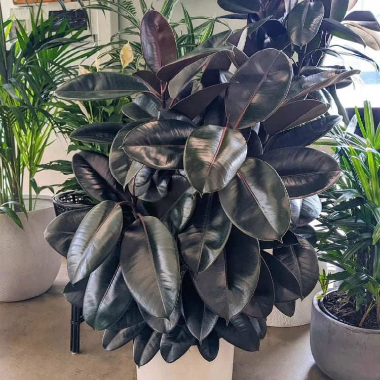 Variegated Rubber Plant Seeds