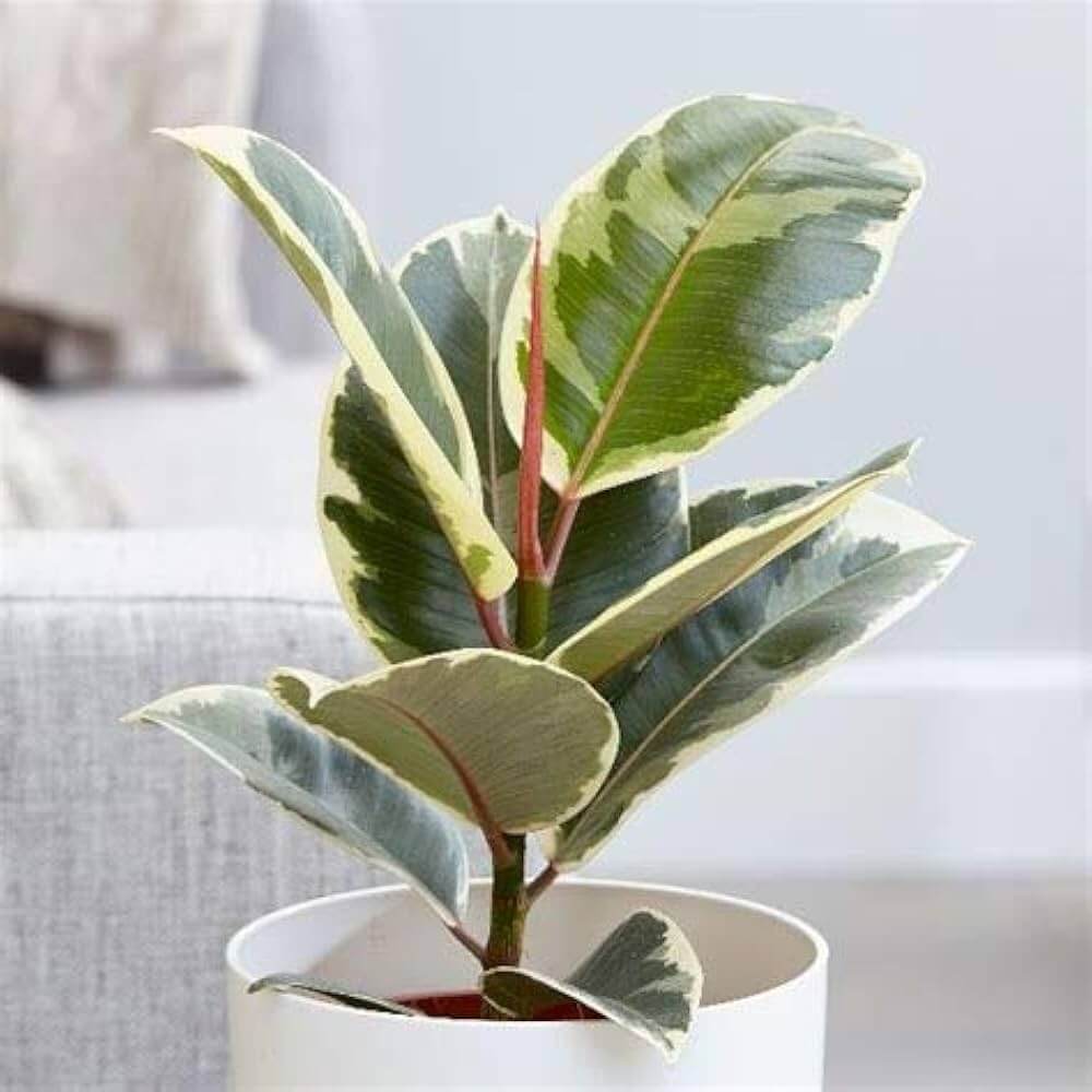 Variegated Rubber Plant Seeds