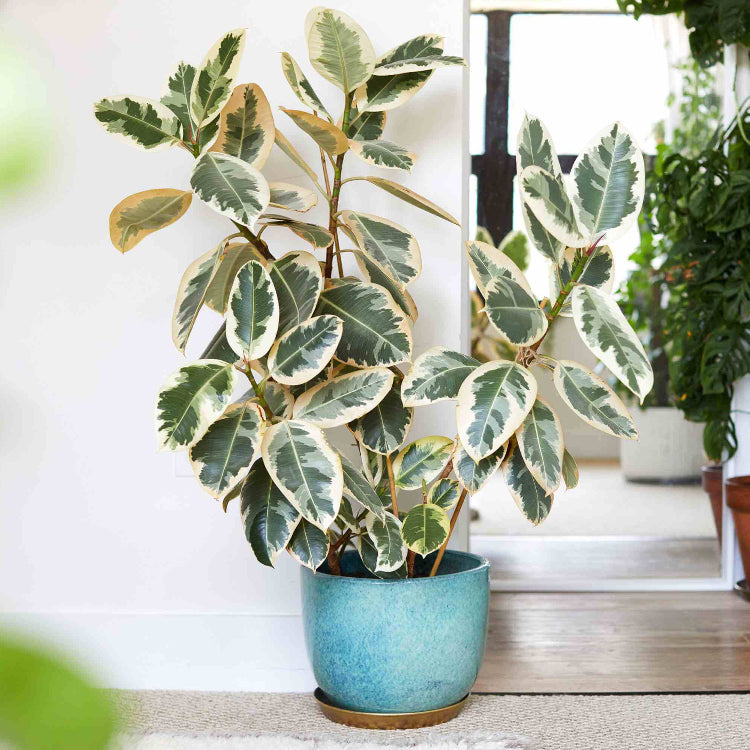Variegated Rubber Plant Seeds