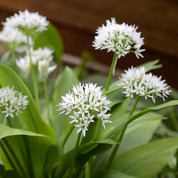 Variegated Society Garlic Seeds - Herbal Plant
