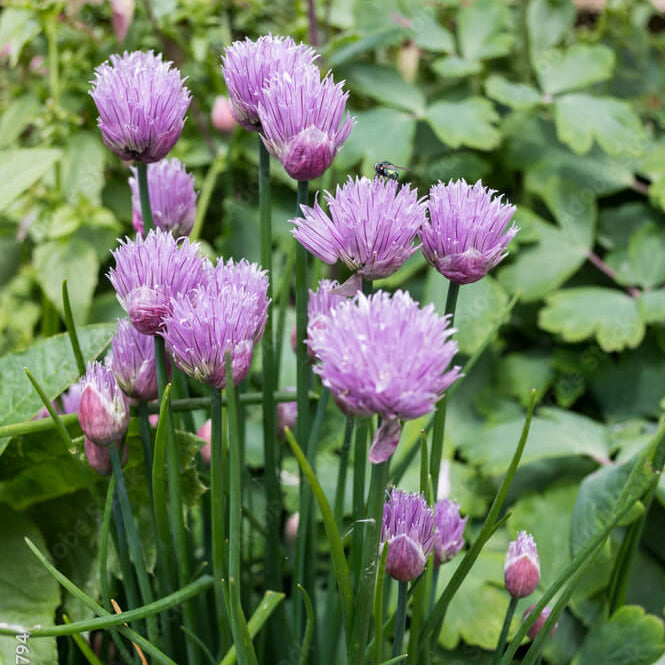 Variegated Society Garlic Seeds - Herbal Plant