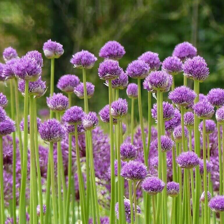 Variegated Society Garlic Seeds - Herbal Plant