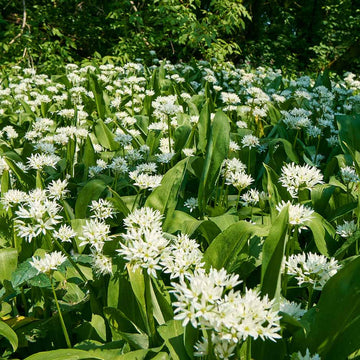 Variegated Society Garlic Seeds - Herbal Plant