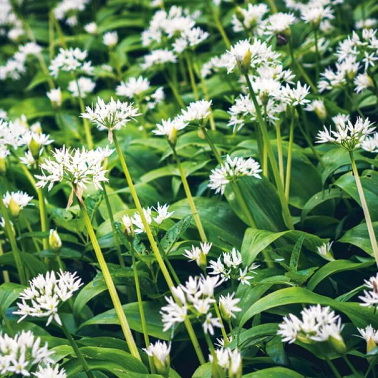 Variegated Society Garlic Seeds - Herbal Plant
