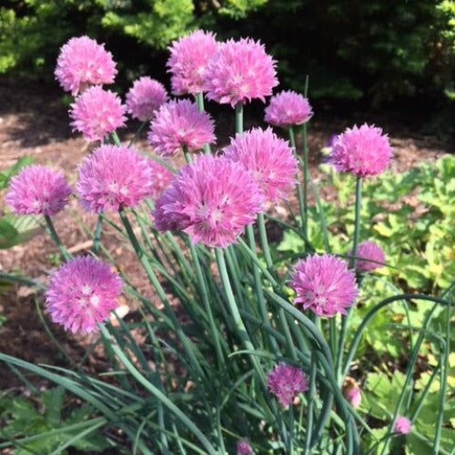 Variegated Society Garlic Seeds - Herbal Plant