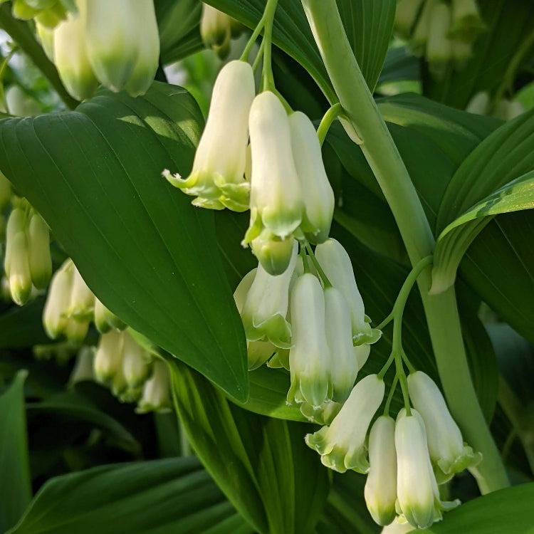 Variegated Solomon’s Seal Seeds