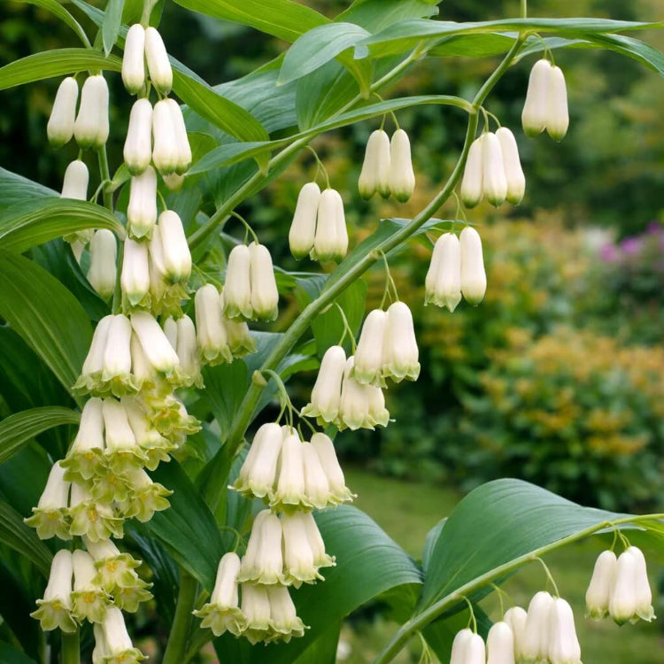 Variegated Solomon’s Seal Seeds