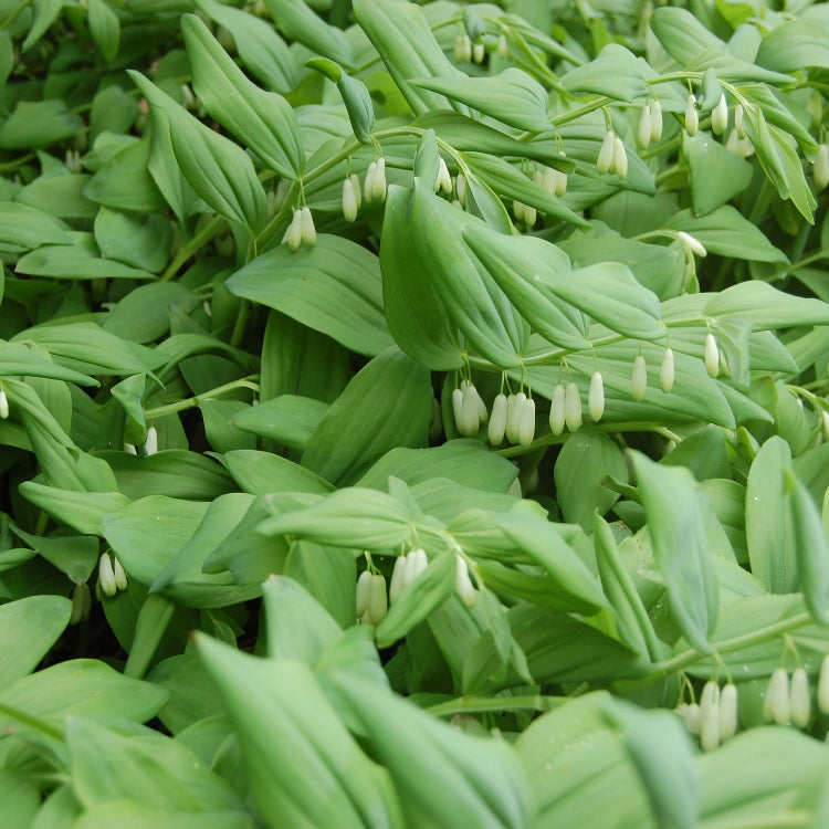 Variegated Solomon’s Seal Seeds