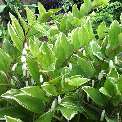Variegated Solomon’s Seal Seeds