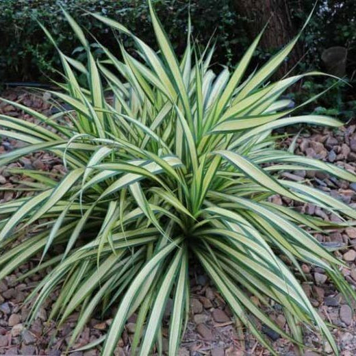 Variegated Spider Plant Seeds