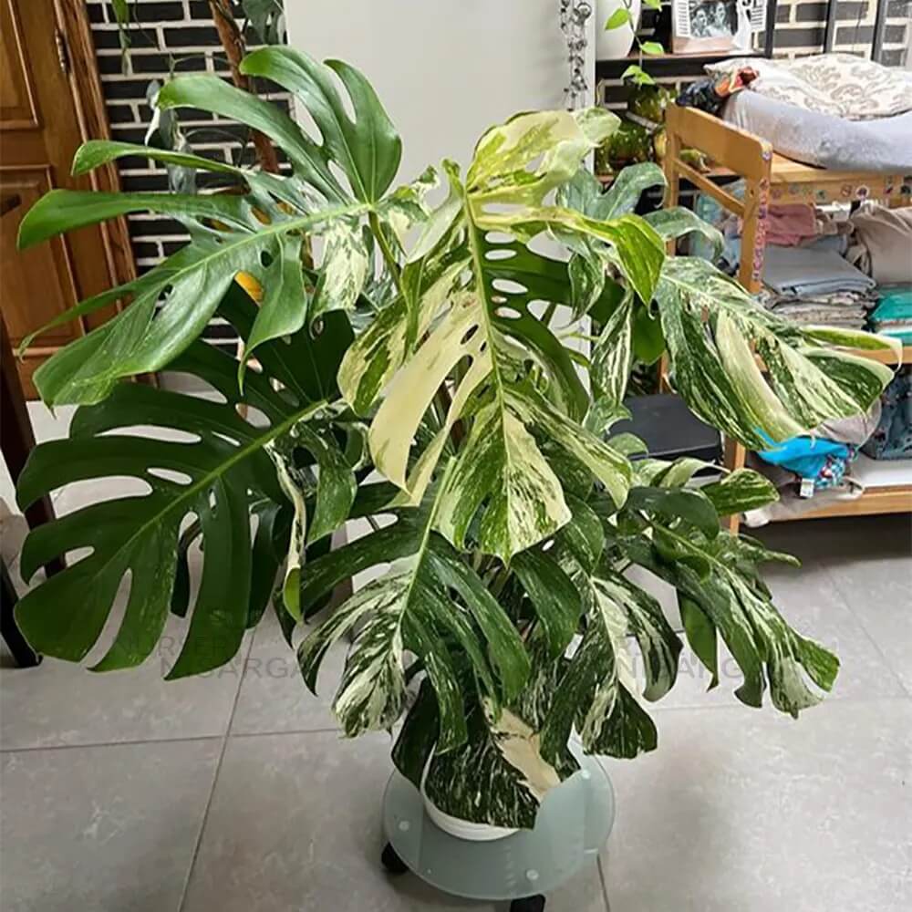Variegated Swiss Cheese Plant Seeds