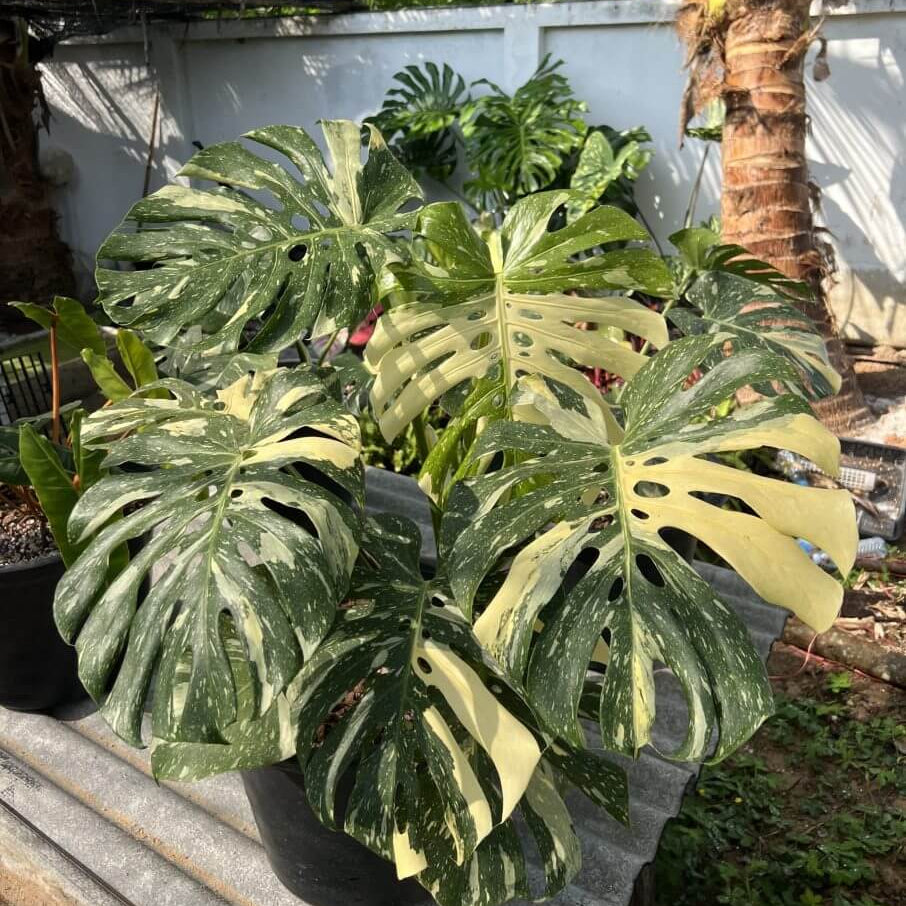 Variegated Swiss Cheese Plant Seeds