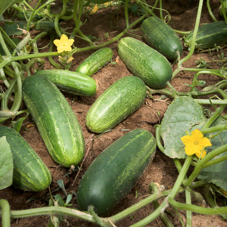 Vegetable Cucumber Seeds