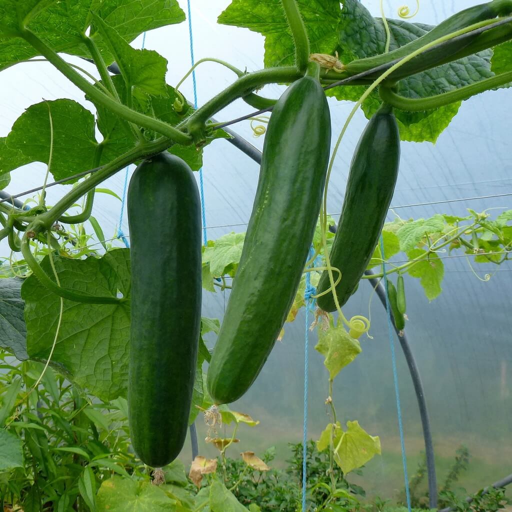 Vegetable Cucumber Seeds