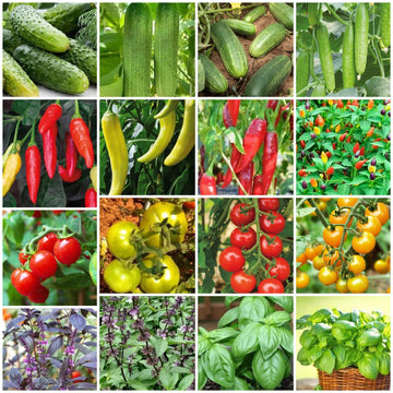 Vegetable Garden Starter Pack Kit