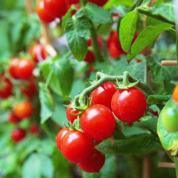 Vegetable Garden Starter Pack Kit