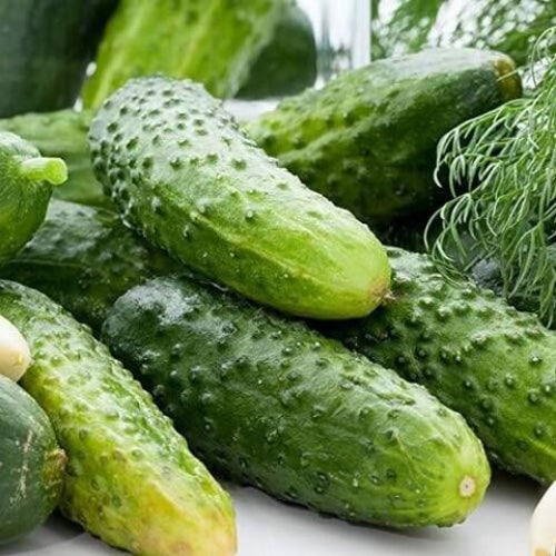 Vegetable Garden Starter Pack Kit