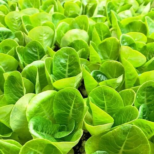 Vegetable Starter Gardens Kit