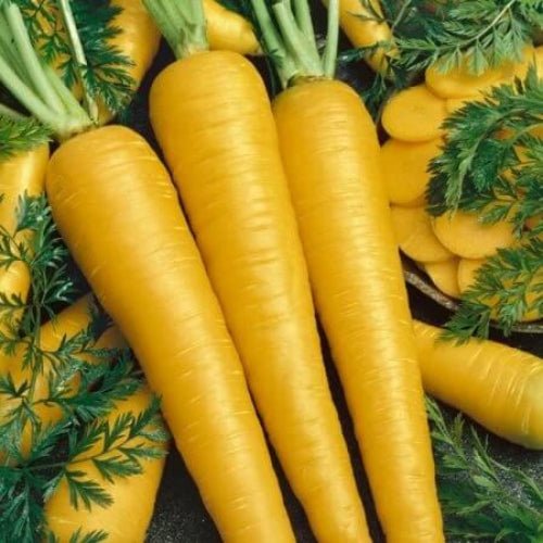 Vegetable Starter Gardens Kit