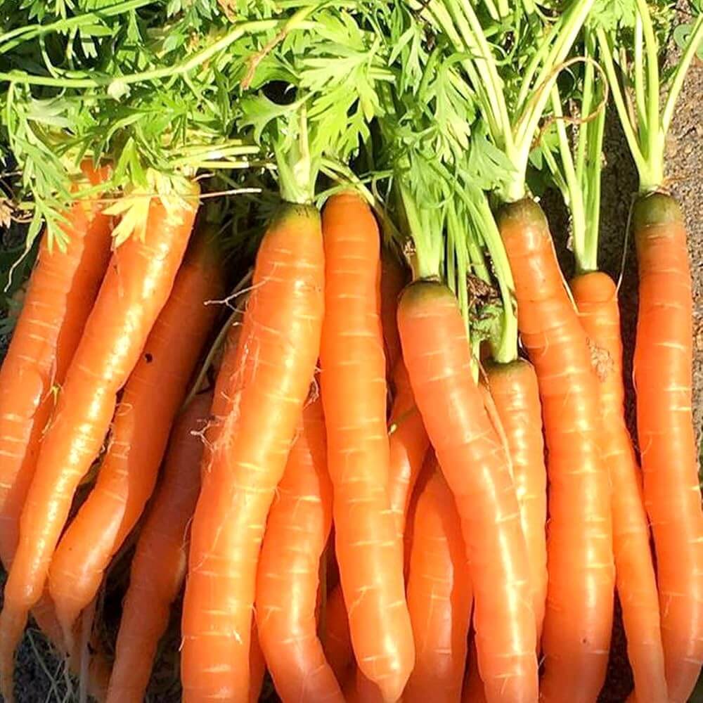 Vegetable Starter Gardens Kit
