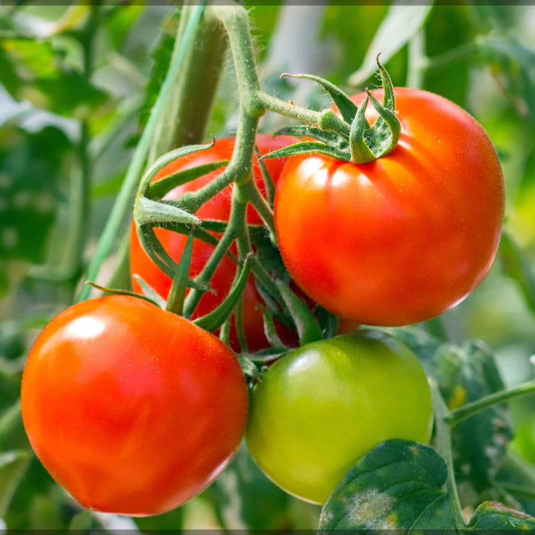 Vegetable Starter Gardens Kit