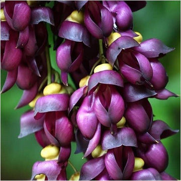 Velvet Bean Seeds – Mucuna Pruriens