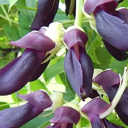 Velvet Bean Seeds – Mucuna Pruriens