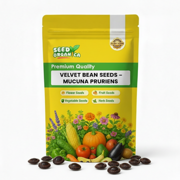 Velvet Bean Seeds – Mucuna Pruriens