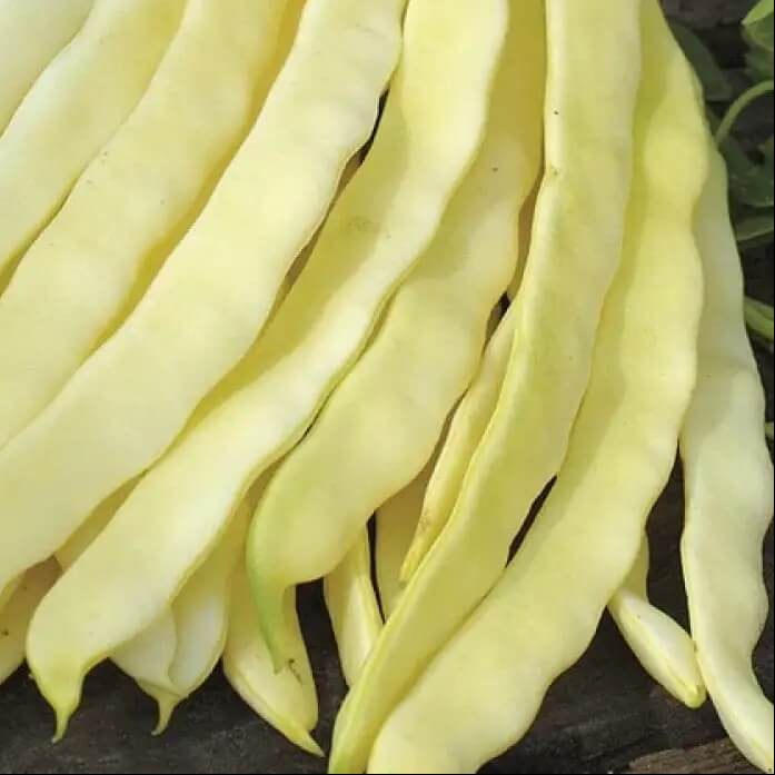 Venezia Bean Seeds  
