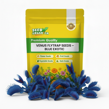 Venus Fly trap Seeds – Blue Exotic